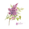 Watercolor vector lilac flower