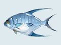 Watercolor vector Palometa fish illustration vector Royalty Free Stock Photo