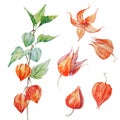 Watercolor vector physalis flower