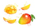 Watercolor vector set of illustrations of mango