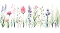 Watercolor vector set of wildflowers. Hand drawn illustration. Generative AI Royalty Free Stock Photo