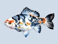 Watercolor vector Shubunkin Goldfish illustration Royalty Free Stock Photo