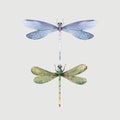 Watercolor vector summer dragonfly insect colourful illustrations set