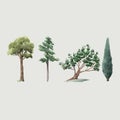 Watercolor vector tree forest oak fir birch, thuja linden baobab pine isolated illustrations