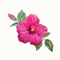 Watercolor vector tropical hibiscus flower Royalty Free Stock Photo