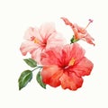 Watercolor vector tropical hibiscus flower Royalty Free Stock Photo
