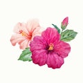 Watercolor vector tropical hibiscus flower Royalty Free Stock Photo