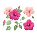 Watercolor vector tropical hibiscus flower Royalty Free Stock Photo