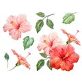 Watercolor vector tropical hibiscus flower Royalty Free Stock Photo