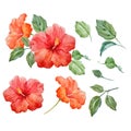 Watercolor vector tropical hibiscus flower Royalty Free Stock Photo