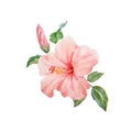 Watercolor vector tropical hibiscus flower Royalty Free Stock Photo