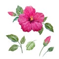 Watercolor vector tropical hibiscus flower Royalty Free Stock Photo