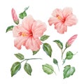 Watercolor vector tropical hibiscus flower