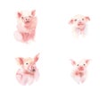 Watercolor vectors collection of little piggy. A variety of little piggy design.