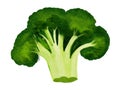 Watercolor vegetable broccoli closeup isolated on a white background.