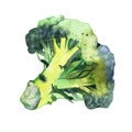 Watercolor vegetable broccoli isolated on a white background. Hand painting