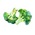 Watercolor vegetable broccoli isolated on a white background. Hand painting