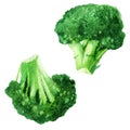 Watercolor vegetable broccoli isolated on a white background. Hand painting.