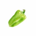 Watercolor vegetable green bell pepper closeup isolated on white background. Hand painting