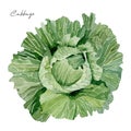 Watercolor vegetable healthy food. Hand painted Cabbage. Green eco