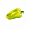 Watercolor vegetable yellow bell pepper closeup isolated on white background.