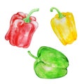 Watercolor vegetables big peppers