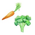 Watercolor vegetables carrots and broccoli