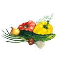 Watercolor vegetables composition with tomato, cucumber, green onion, bell paper, onion, dill. Hand drawn illustration