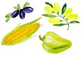 Watercolor vegetables, green bell pepper, corn, olives