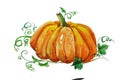 Watercolor pumkin