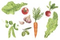 Watercolor vegetables hand drawn illustration. Carrot, tomato, letuce, garlic, green pea, olive, raddish