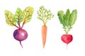 Watercolor vegetables set isolated on white background. Hand drawn carrot, beetroot, radish illustrations