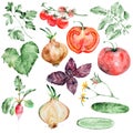 Watercolor vegetables set