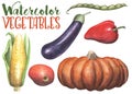 Watercolor vegetables on white background. Handdrawn vegetables isolated. Hand-painted pumpkin, eggplant, tomato