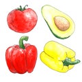 Watercolor vegetables on white background. a sketch of a tomato, Bulgarian red and yellow peppers and avocado