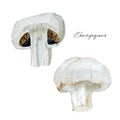 Watercolor vegeterian healthy food. Hand painted Champignons