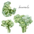 Watercolor vegeterian healthy food. Hand painted green vegetable broccoli.