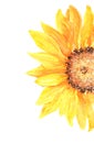 Watercolor vertical illustration half of a yellow bright Mature sunflower with a brown center isolated on a white background