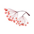 Watercolor viburnum branch on white background 2