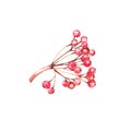 Watercolor viburnum branch on white background 1