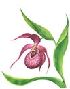 Watercolor vinous orchid