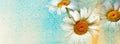 Watercolor vintage daisies background on old paper - Facebook cover