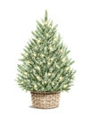Watercolor vintage green classic Christmas tree in basket with glowing garland