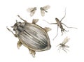 Watercolor vintage illustration with great diving beetle, water strider, mosquito and midge isolated on white.