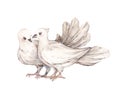 Watercolor vintage illustrations with a pair of white carrier pigeons in love. Isolated on white background. Royalty Free Stock Photo