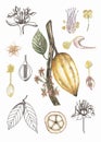 Watercolor vintage life cycle poster with cacao pod and leaves.