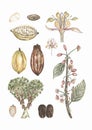Watercolor vintage life cycle poster with cacao pod and leaves. Old style poster illustration with cocoa branch, beans and leafs Royalty Free Stock Photo