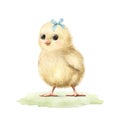 Watercolor vintage little yellow chick bird on green lawn Royalty Free Stock Photo