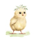 Watercolor vintage little yellow chick bird on green lawn Royalty Free Stock Photo