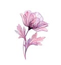 Watercolor Vintage Rose. Big realistic purple flower x-ray. Hand painted botanical art. Isolated illustration in pastel